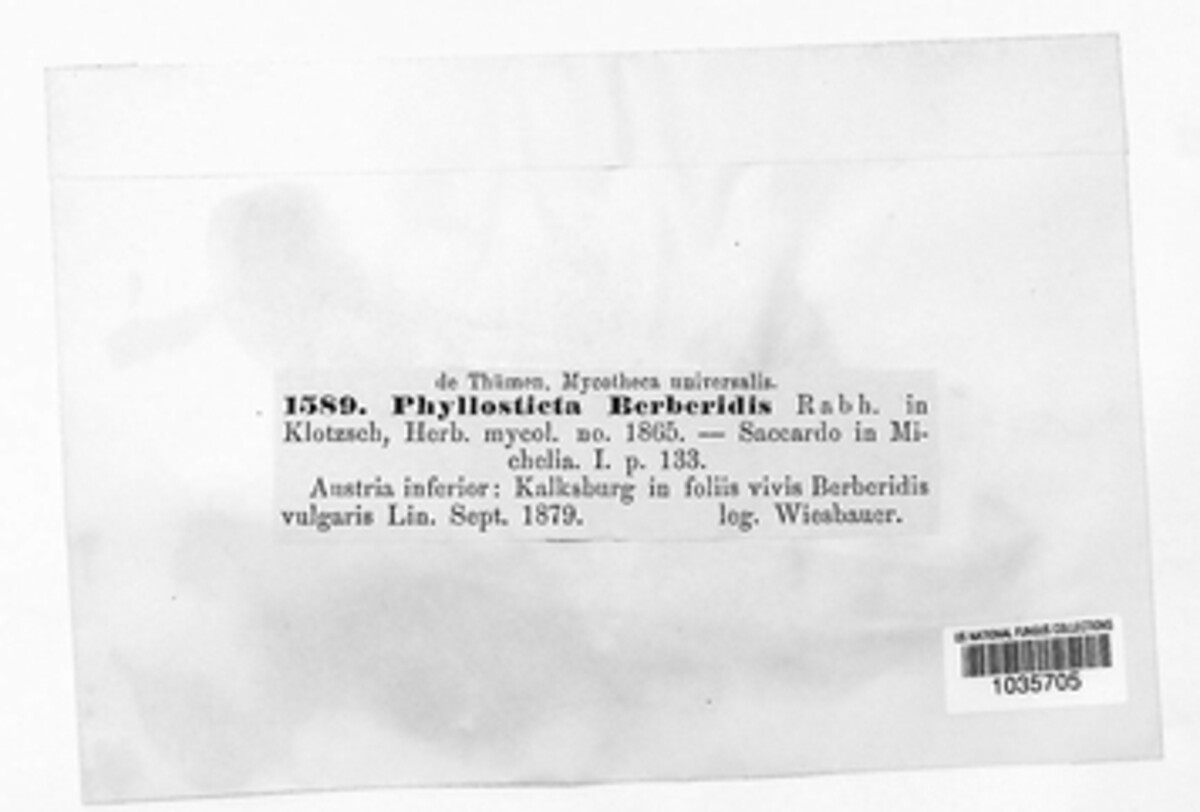 Mycosphaerella berberidis image